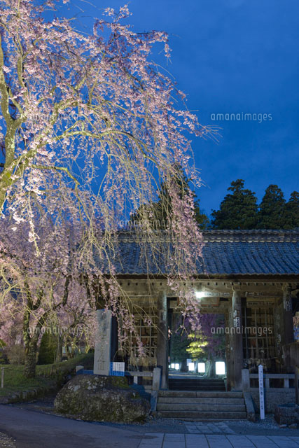 光前寺の仁王門としだれ桜の夕景
(c)NOBUAKI SUMIDA/SEBUN PHOTO