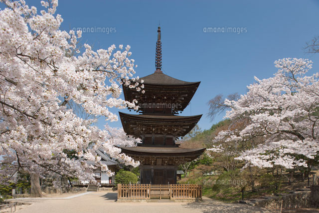 前山寺三重塔と桜
(c)NOBUAKI SUMIDA/SEBUN PHOTO