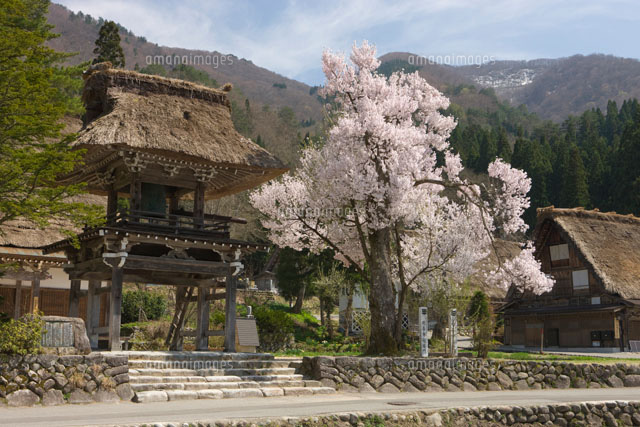 白川郷と桜
(c)NOBUAKI SUMIDA/SEBUN PHOTO