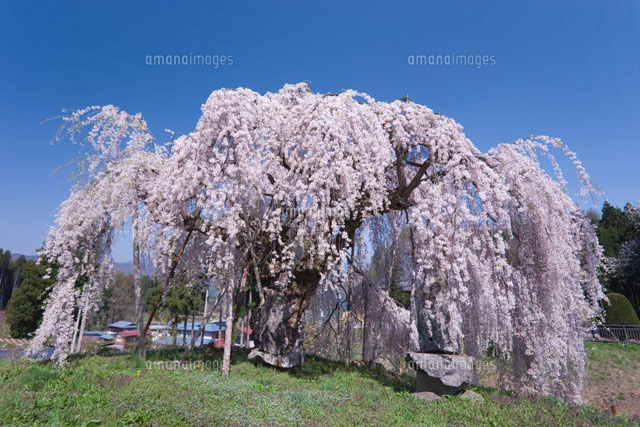 袖之山のしだれ桜
(c)NOBUAKI SUMIDA/SEBUN PHOTO
