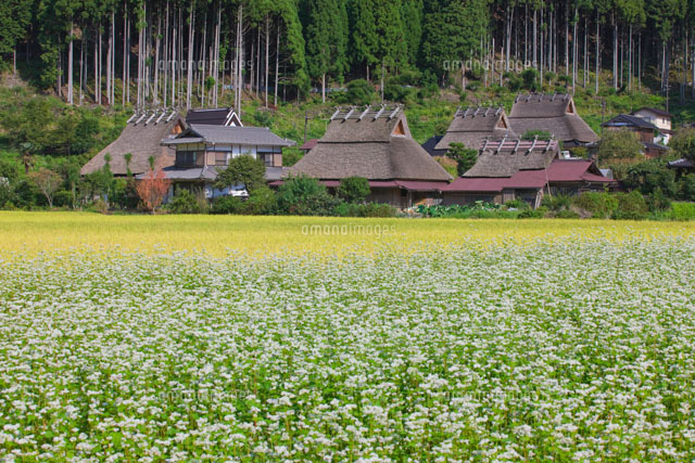茅葺民家とソバの花畑
(c)NOBUAKI SUMIDA/SEBUN PHOTO