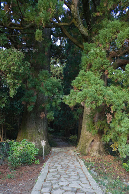 熊野古道の大門坂と夫婦杉
(c)NOBUAKI SUMIDA/SEBUN PHOTO