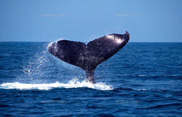 ザトウクジラのテール
(c)NOBUAKI SUMIDA/SEBUN PHOTO