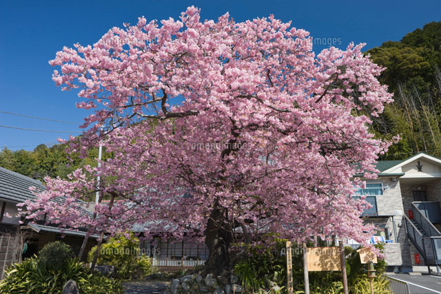 河津桜の原木
(c)NOBUAKI SUMIDA/SEBUN PHOTO
