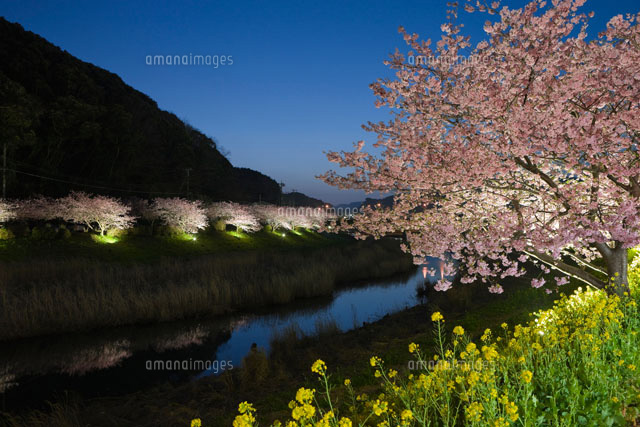みなみの桜と菜の花と青野川 ライトアップ
(c)NOBUAKI SUMIDA/SEBUN PHOTO