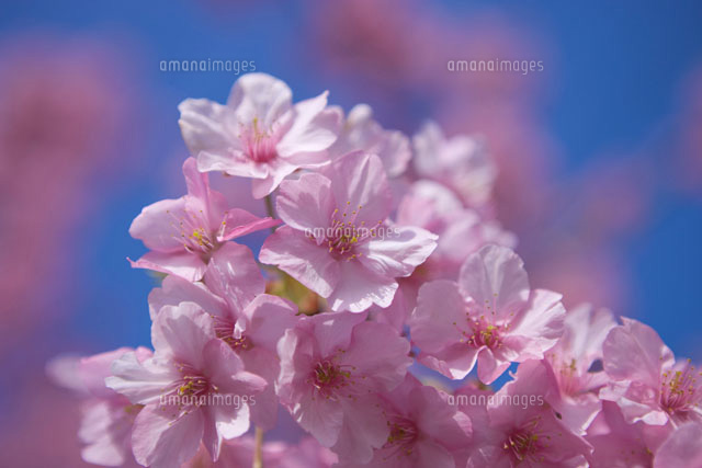 河津桜
(c)NOBUAKI SUMIDA/SEBUN PHOTO