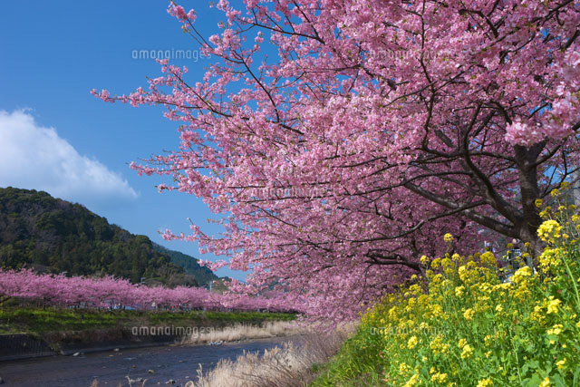 河津桜と菜の花と河津川
(c)NOBUAKI SUMIDA/SEBUN PHOTO