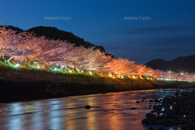 河津桜と河津川のライトアップ
(c)NOBUAKI SUMIDA/SEBUN PHOTO