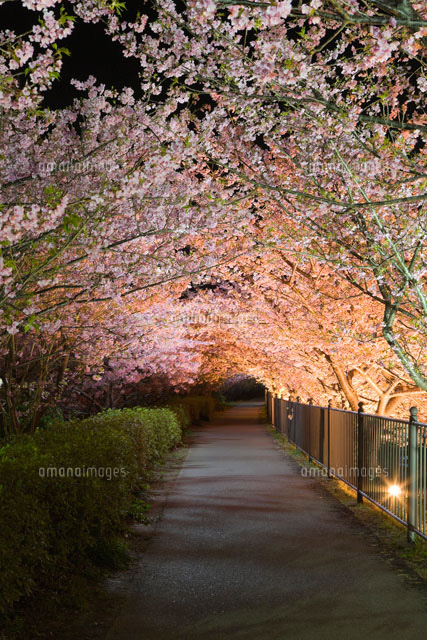 峰温泉 河津桜のトンネル ライトアップ
(c)NOBUAKI SUMIDA/SEBUN PHOTO