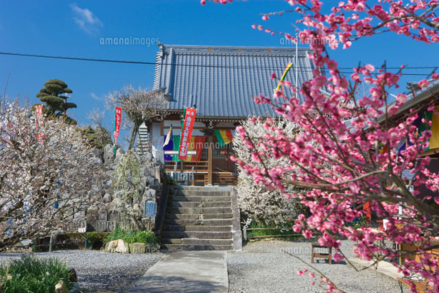梅咲く真福寺
(c)NOBUAKI SUMIDA/SEBUN PHOTO