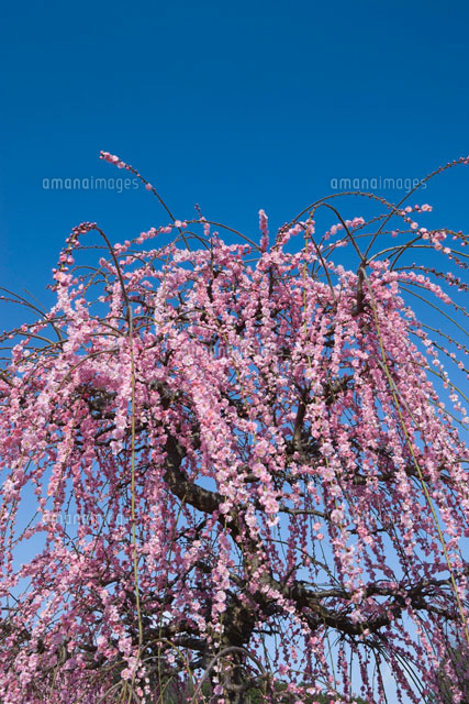 枝垂れ梅と青空
(c)NOBUAKI SUMIDA/SEBUN PHOTO