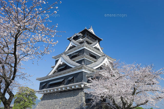 熊本城と桜
(c)NOBUAKI SUMIDA/SEBUN PHOTO