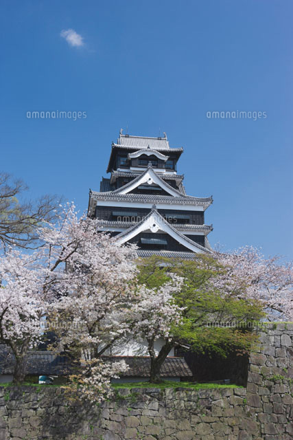 熊本城と桜
(c)NOBUAKI SUMIDA/SEBUN PHOTO
