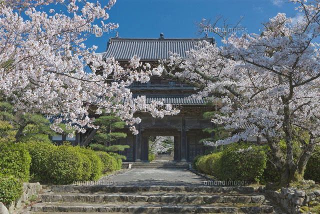 東光寺と桜
(c)NOBUAKI SUMIDA/SEBUN PHOTO