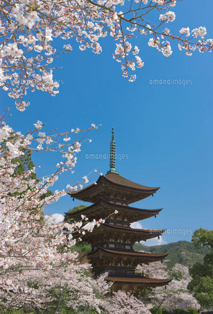 瑠璃光寺 五重塔と桜
(c)NOBUAKI SUMIDA/SEBUN PHOTO