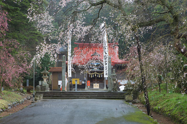 徳佐神宮としだれ桜
(c)NOBUAKI SUMIDA/SEBUN PHOTO