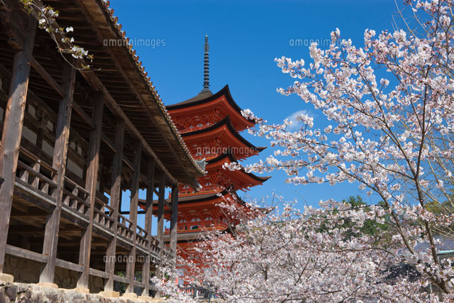 千畳閣の五重塔と桜
(c)NOBUAKI SUMIDA/SEBUN PHOTO
