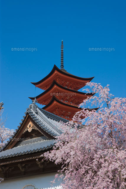 千畳閣の五重塔と桜
(c)NOBUAKI SUMIDA/SEBUN PHOTO