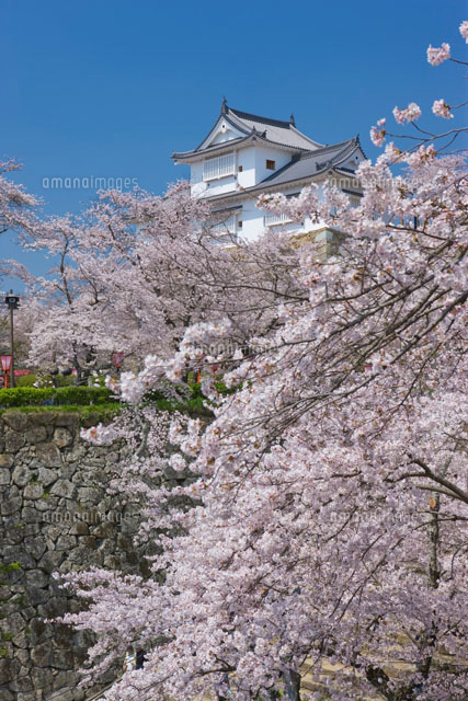 津山城跡と桜
(c)NOBUAKI SUMIDA/SEBUN PHOTO