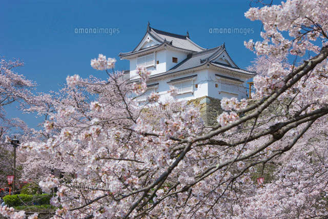 津山城跡と桜
(c)NOBUAKI SUMIDA/SEBUN PHOTO
