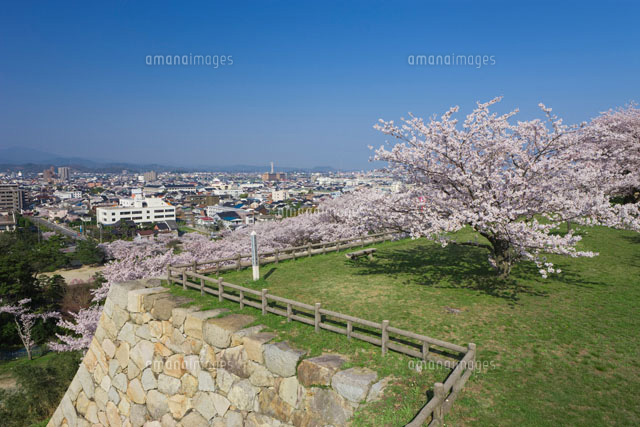 桜と鳥取城跡
(c)NOBUAKI SUMIDA/SEBUN PHOTO