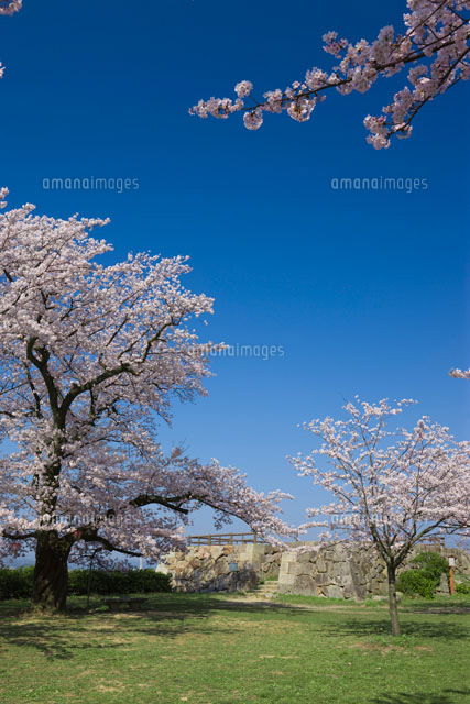 桜と鳥取城跡
(c)NOBUAKI SUMIDA/SEBUN PHOTO