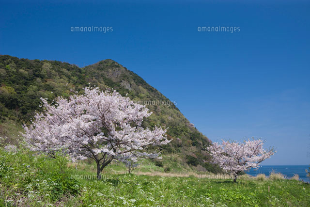 犬ヶ埼と桜と海
(c)NOBUAKI SUMIDA/SEBUN PHOTO