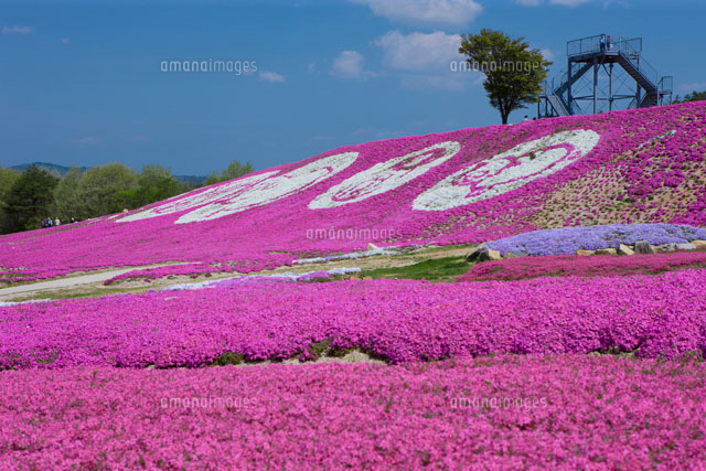 花夢の里の芝桜
(c)NOBUAKI SUMIDA/SEBUN PHOTO