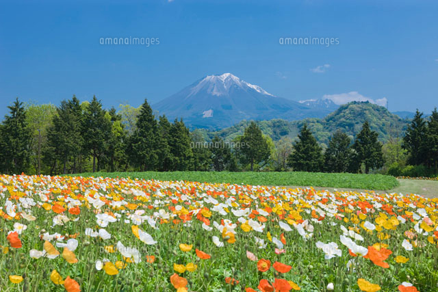 とっとり花回廊のアイスランドポピーと大山
(c)NOBUAKI SUMIDA/SEBUN PHOTO