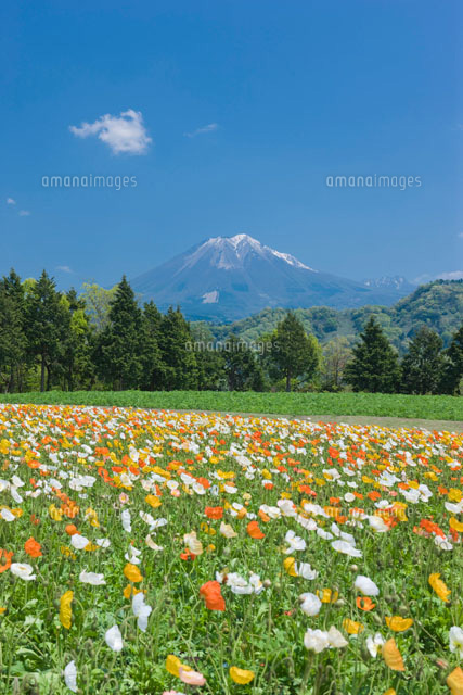 とっとり花回廊のアイスランドポピーと大山
(c)NOBUAKI SUMIDA/SEBUN PHOTO