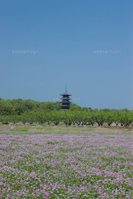 備中国分寺の五重塔とレンゲ
(c)NOBUAKI SUMIDA/SEBUN PHOTO
