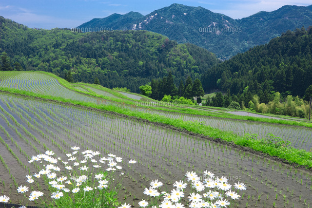 畑の棚田
(c)NOBUAKI SUMIDA/SEBUN PHOTO