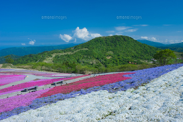 茶臼山高原の芝桜の丘
(c)NOBUAKI SUMIDA/SEBUN PHOTO