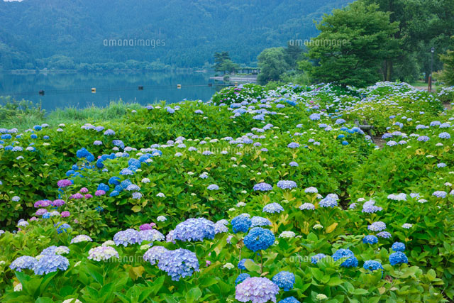 余呉湖のアジサイ
(c)NOBUAKI SUMIDA/SEBUN PHOTO