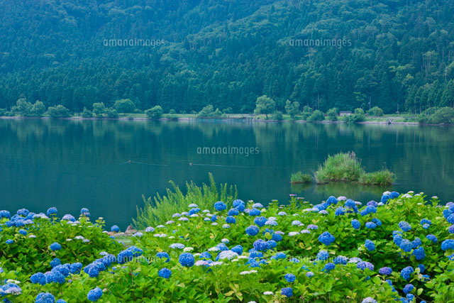 余呉湖のアジサイ
(c)NOBUAKI SUMIDA/SEBUN PHOTO