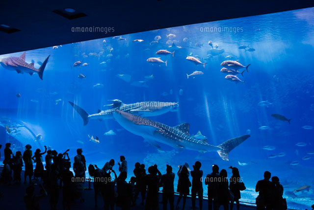ちゅら海水族館のジンベイザメ
(c)NOBUAKI SUMIDA/SEBUN PHOTO