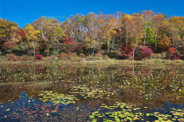 蓮池の紅葉
(c)NOBUAKI SUMIDA/SEBUN PHOTO
