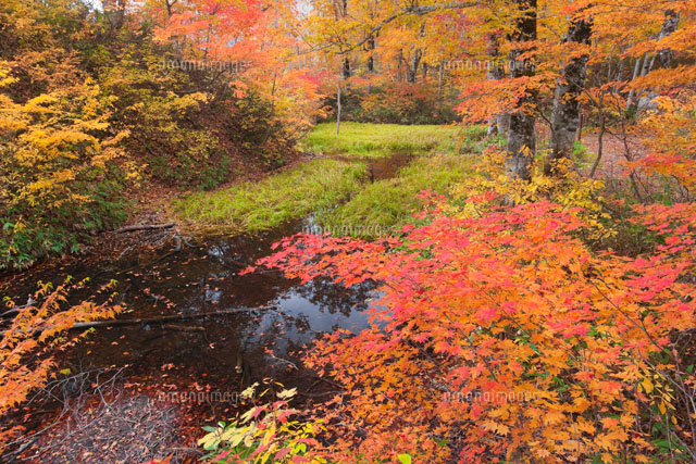 奥裾花自然園の紅葉
(c)NOBUAKI SUMIDA/SEBUN PHOTO