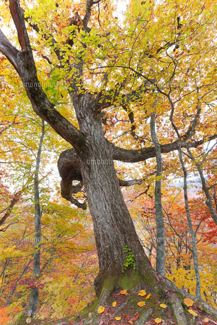 奥裾花自然園のミズナラ
(c)NOBUAKI SUMIDA/SEBUN PHOTO