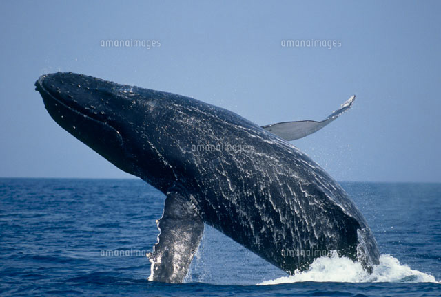 ザトウクジラのブリーチング
(c)NOBUAKI SUMIDA/SEBUN PHOTO
