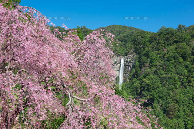 枝垂れ桜と那智の滝
(c)NOBUAKI SUMIDA/SEBUN PHOTO