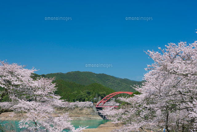 七川ダムと今津橋の桜
(c)NOBUAKI SUMIDA/SEBUN PHOTO