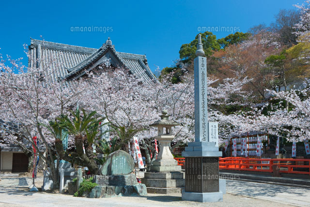紀三井寺の桜
(c)NOBUAKI SUMIDA/SEBUN PHOTO