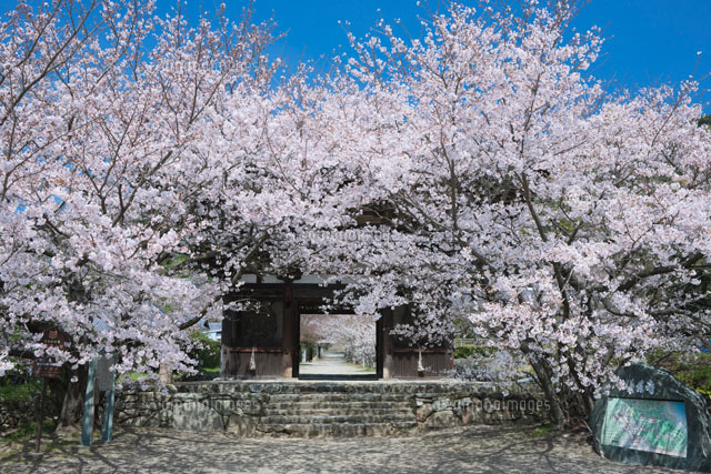 長保寺大門の桜
(c)NOBUAKI SUMIDA/SEBUN PHOTO