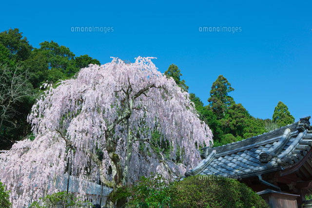 大野寺の枝垂れ桜
(c)NOBUAKI SUMIDA/SEBUN PHOTO