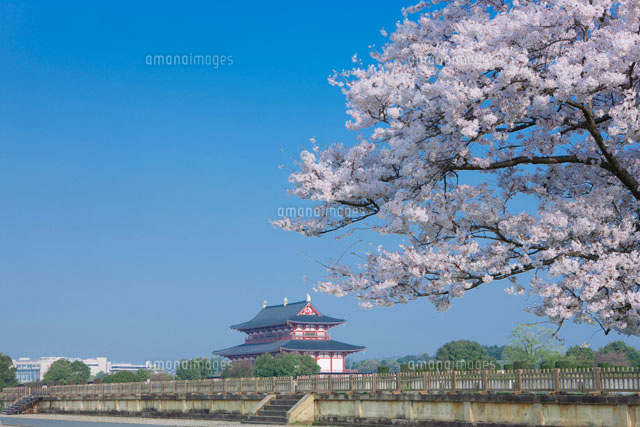 桜と大極殿
(c)NOBUAKI SUMIDA/SEBUN PHOTO