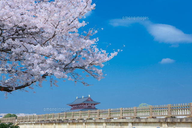 桜と大極殿
(c)NOBUAKI SUMIDA/SEBUN PHOTO