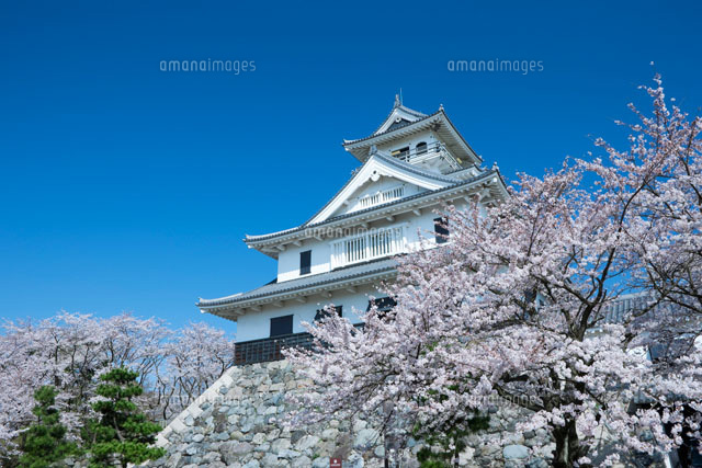 桜と長浜城
(c)NOBUAKI SUMIDA/SEBUN PHOTO
