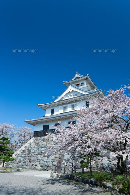桜と長浜城
(c)NOBUAKI SUMIDA/SEBUN PHOTO
