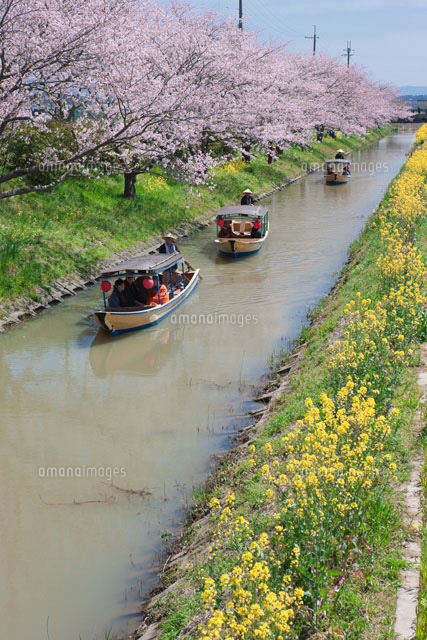 桜と菜の花と水郷船めぐり
(c)NOBUAKI SUMIDA/SEBUN PHOTO